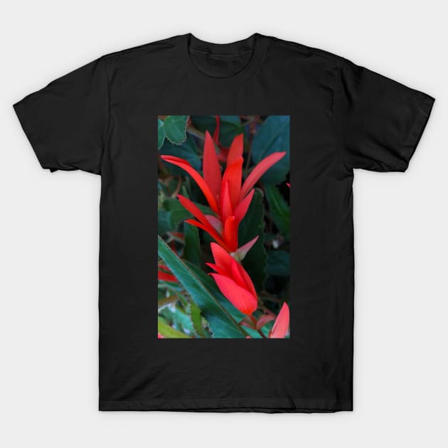 Rising Red Christmas Fuchsia T-Shirt by Photomersion